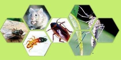 飯?zhí)脺缡?、滅蟑、滅蠅制度及操作?guī)范